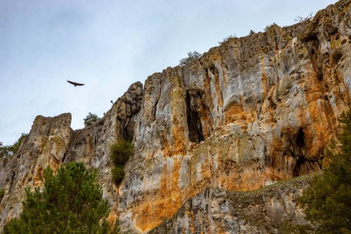 buitres sobrevolando zona de rocas