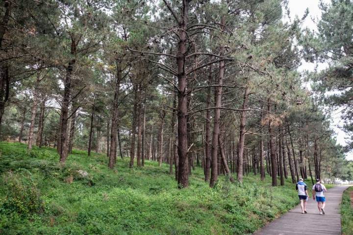 A la salida del Area da Secada un bosque de pino protege del sol a los visitantes.