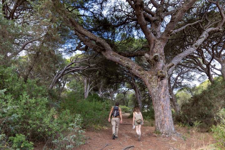 Ruta La Breña y Marismas Barbate (Cádiz) sendero bajo árboles