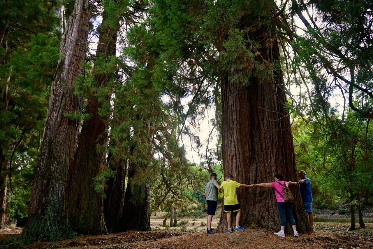El bosque californiano de los gigantes de Granada