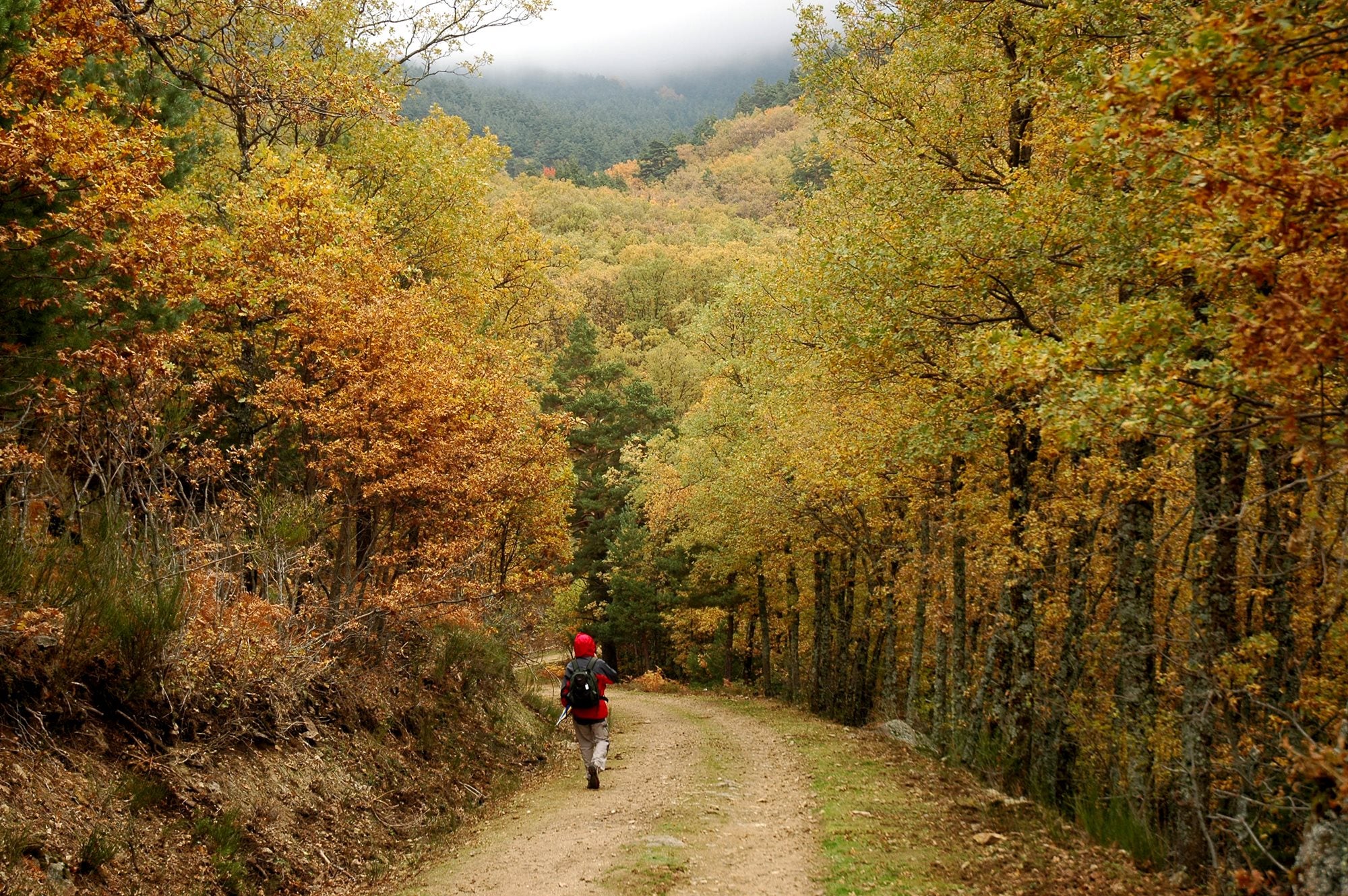 Tipos de bosques otoño apertura senderista en bosque