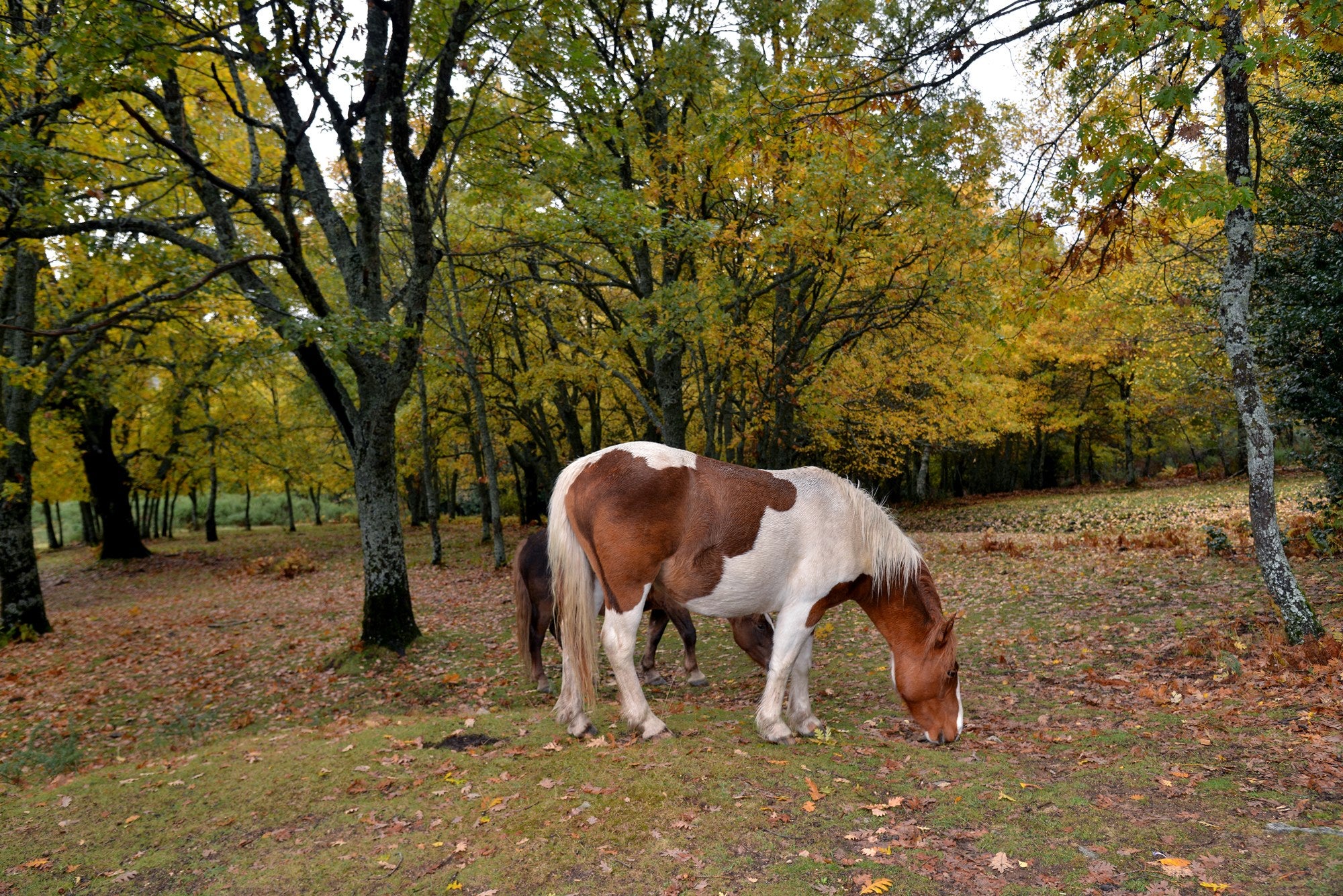 Tipos de bosques otoño caballo