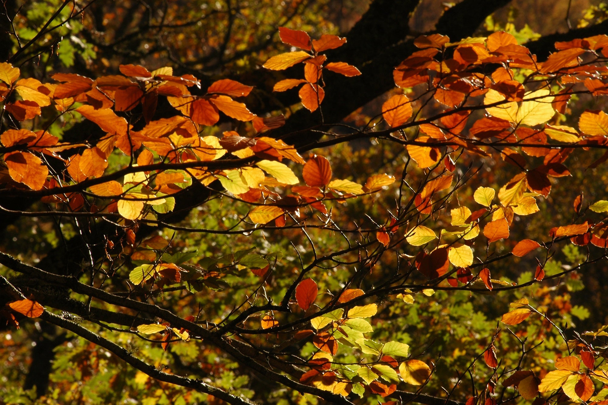 Tipos de bosques otoño hojas amarillas