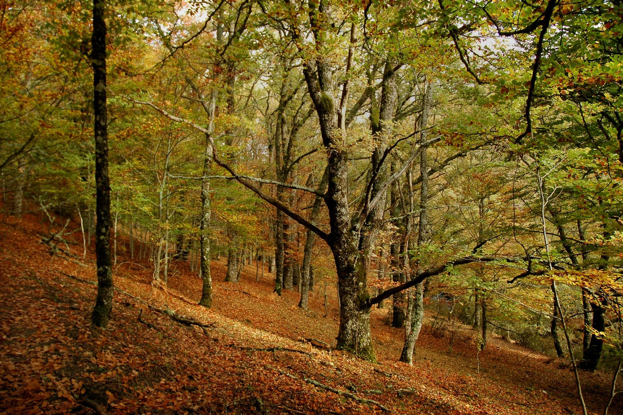 Tipos de bosques otoño bosque con hojas amarillas y verdes