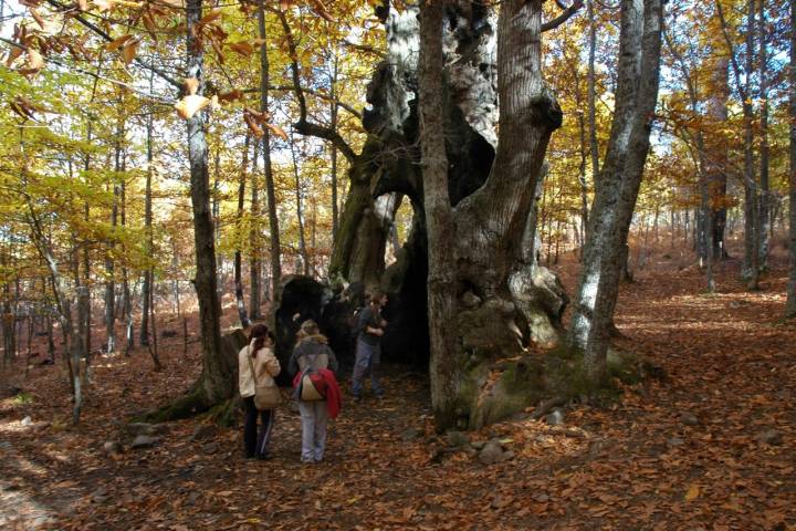 Tipos de bosques otoño castaño hueco