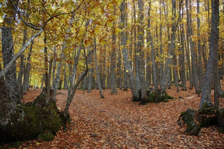 Tipos de bosques otoño castañar