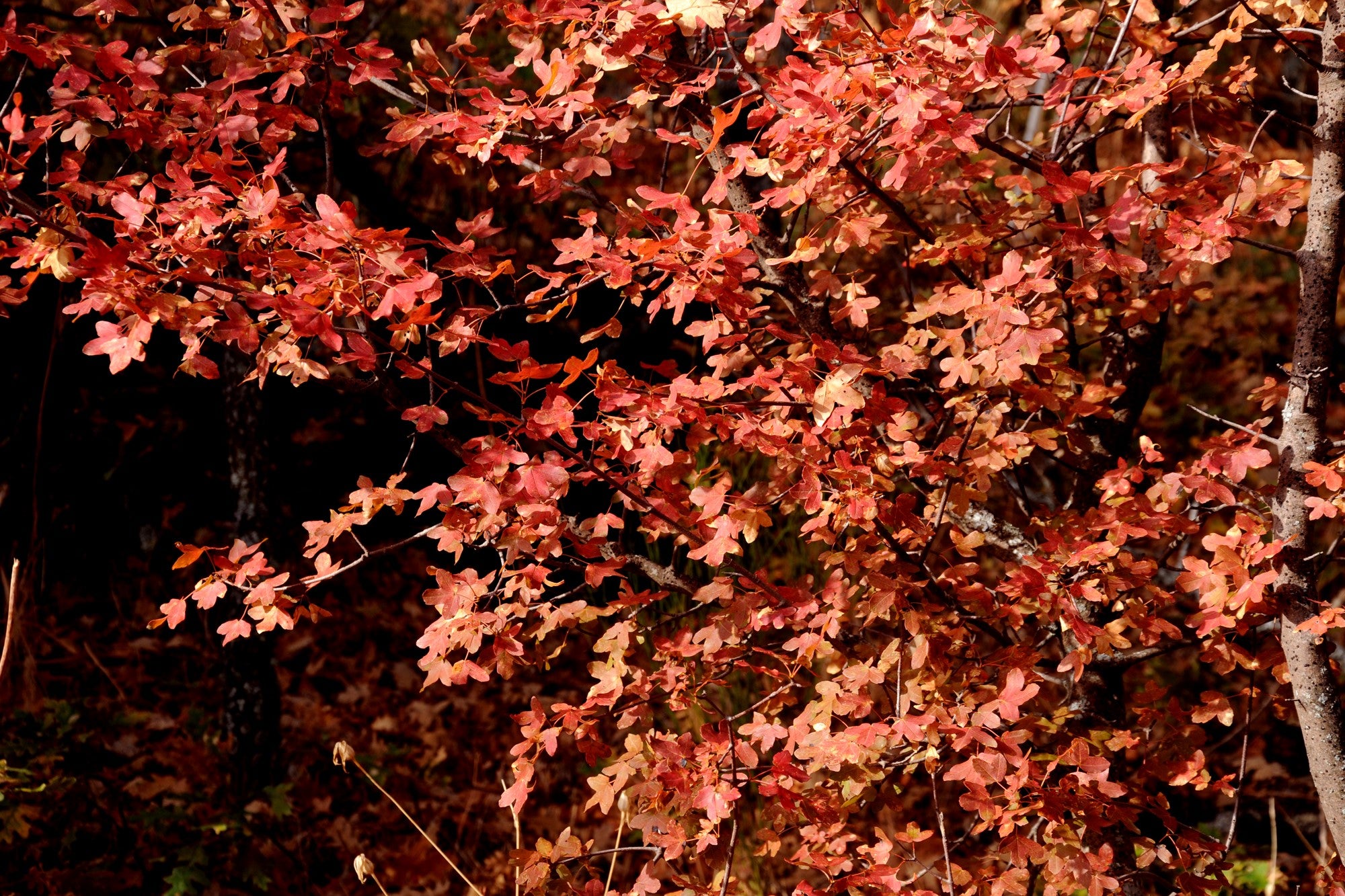 Tipos de bosques otoño arce de Montpellier
