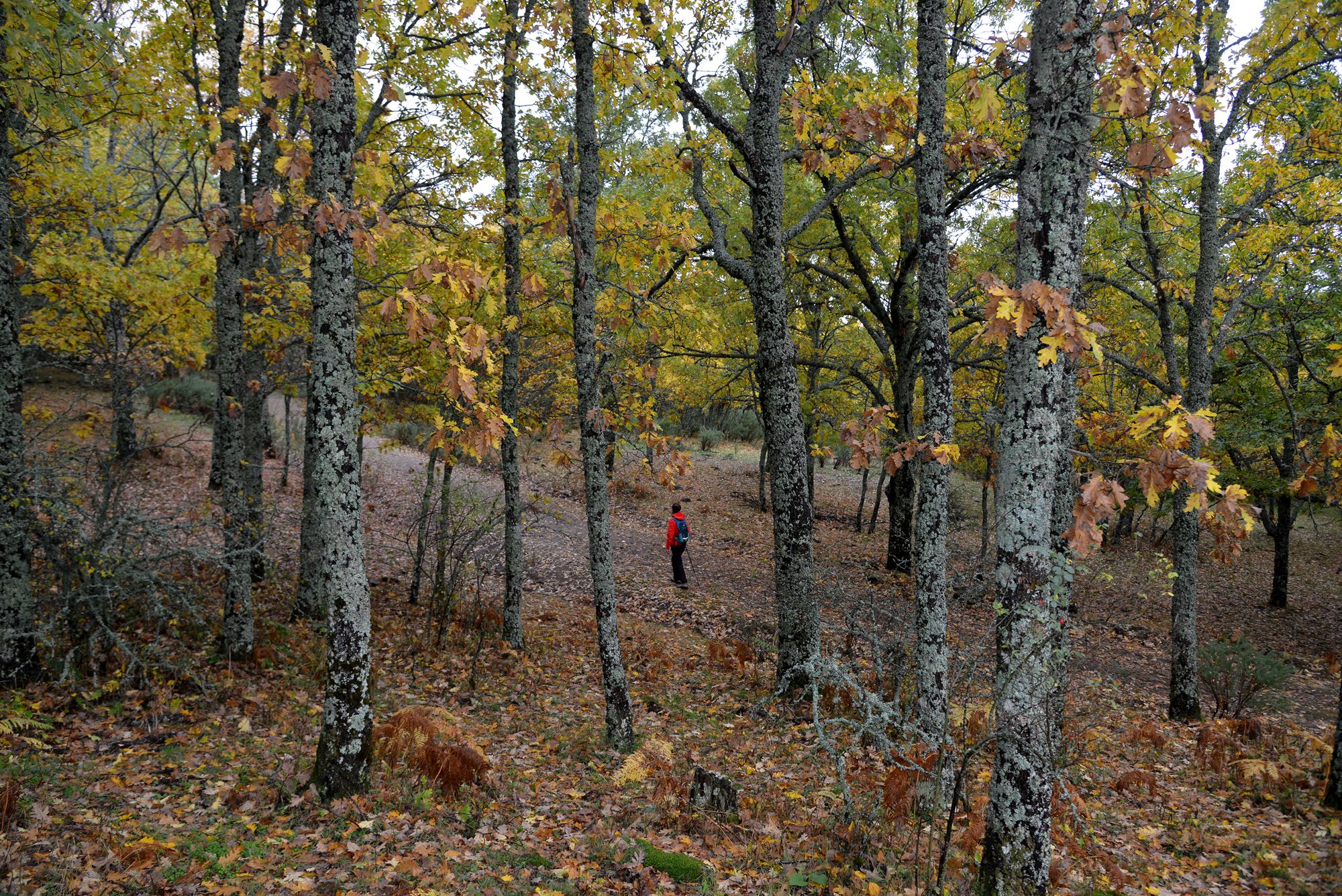 Tipos de bosques otoño robledal