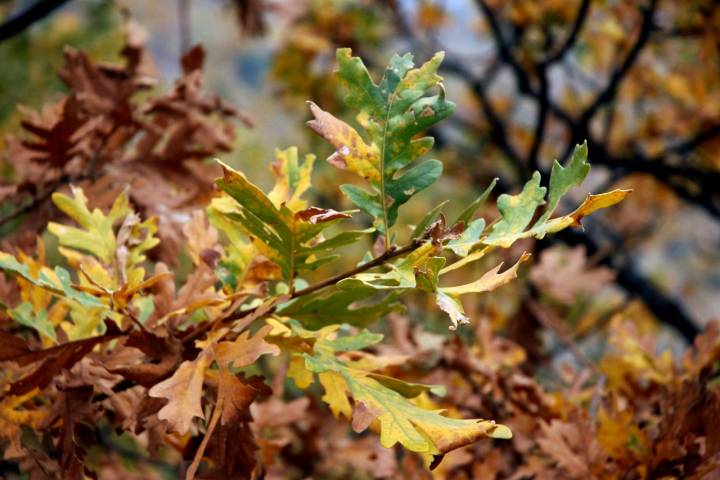 Tipos de bosques otoño hoja de roble