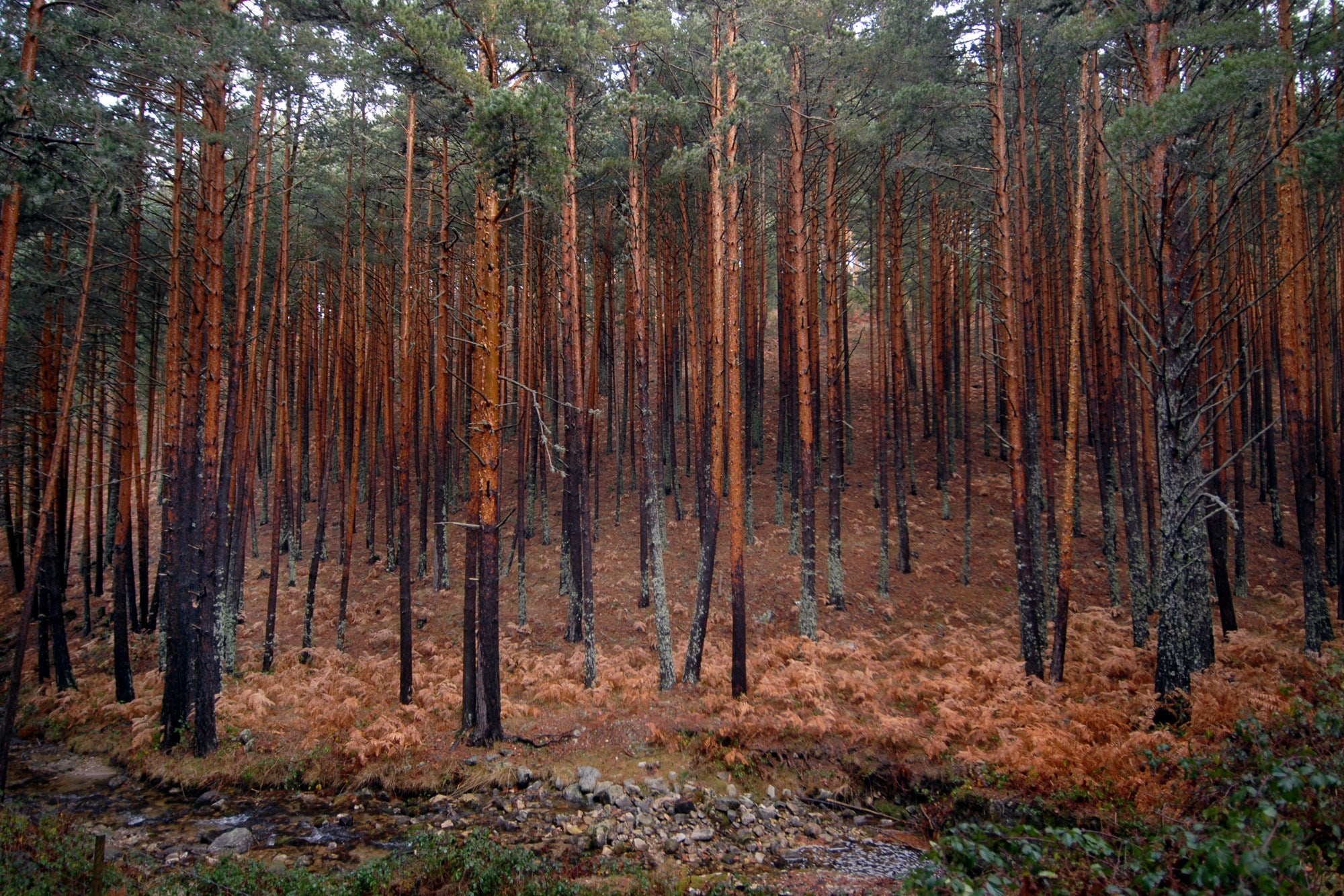 Tipos de bosques otoño pinar silvestre