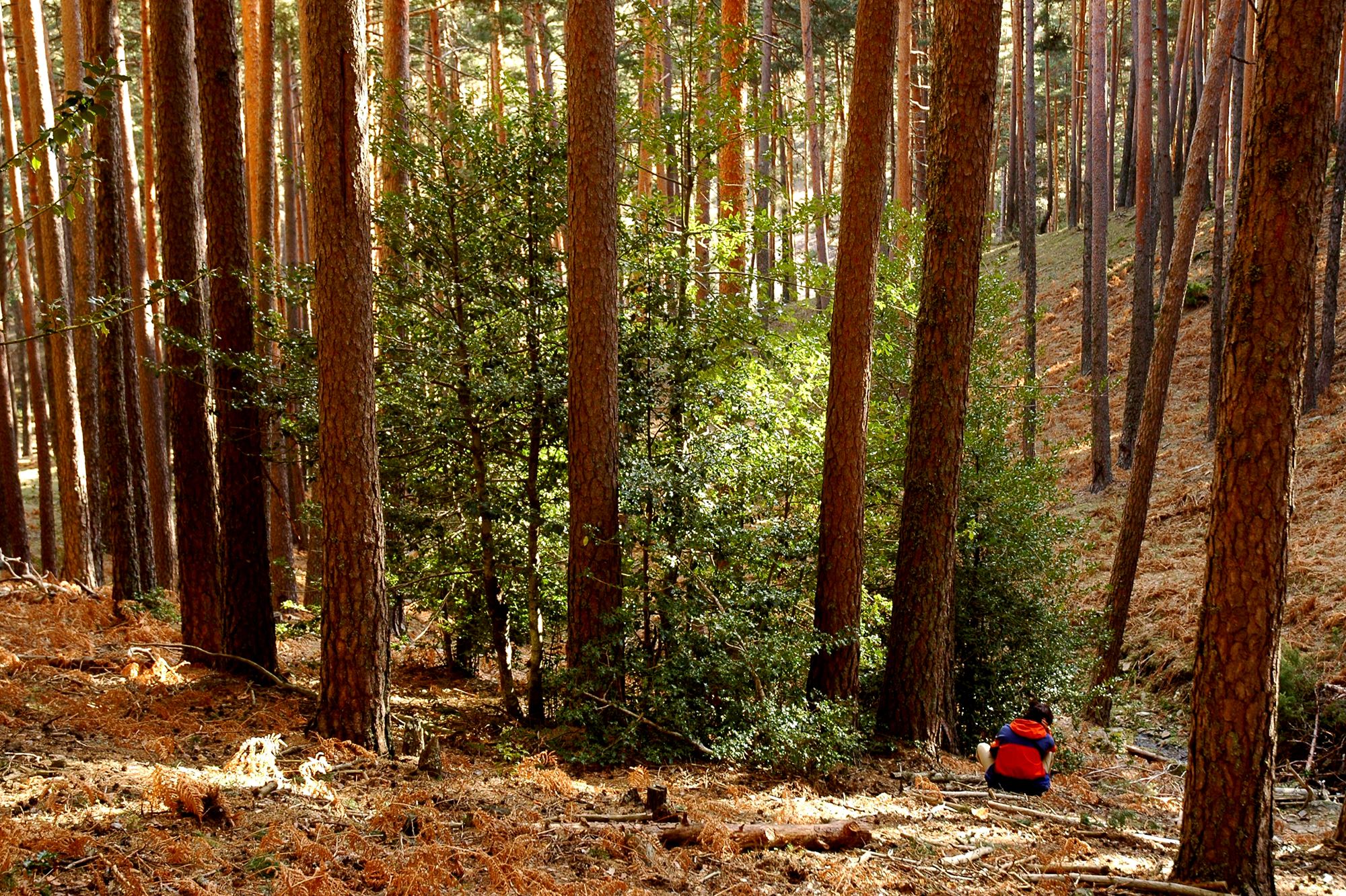 Tipos de bosques otoño pinar silvestre de Valsaín