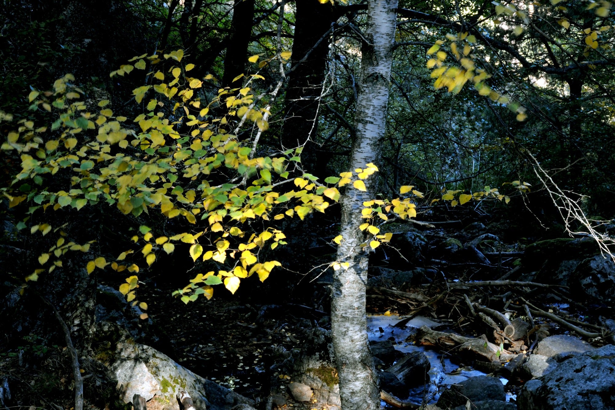 Tipos de bosques otoño tronco abedul