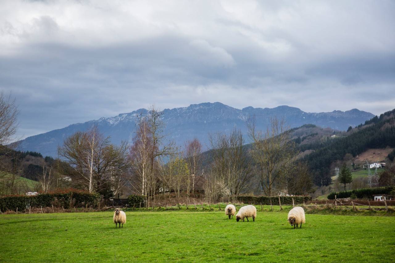 Ruta por el Goierri (Gipuzkoa): ovejas latxas de la quesería 'Ondarre' en Segura